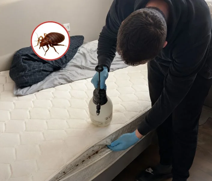 Technicien traitant un matelas contre les punaises de lit à Vélizy-Villacoublay